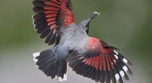 Birdwatching 25: Jak se stát ornitologem