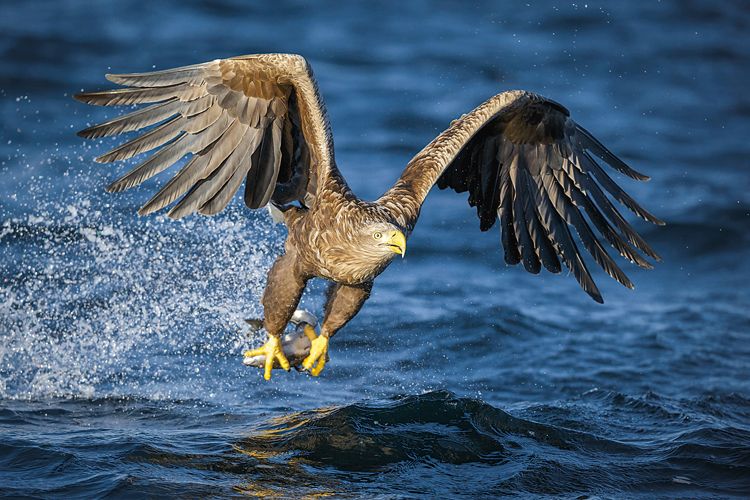 Birdwatching: Kam na ptáky?