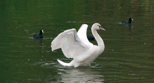 Birdwatching: Jak se pozorují ptáci ve světě