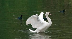 Birdwatching: Jak se pozorují ptáci ve světě