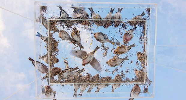 Sypejte ptáčkům: Hlad je mrcha
