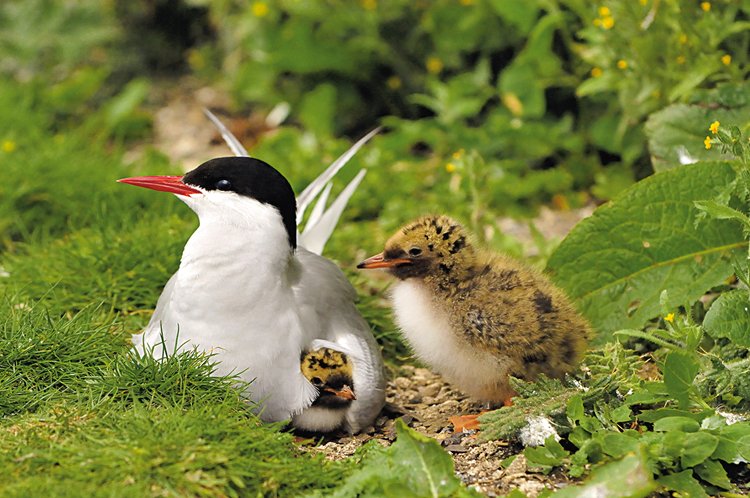 Birdwatching: Kam na ptáky?