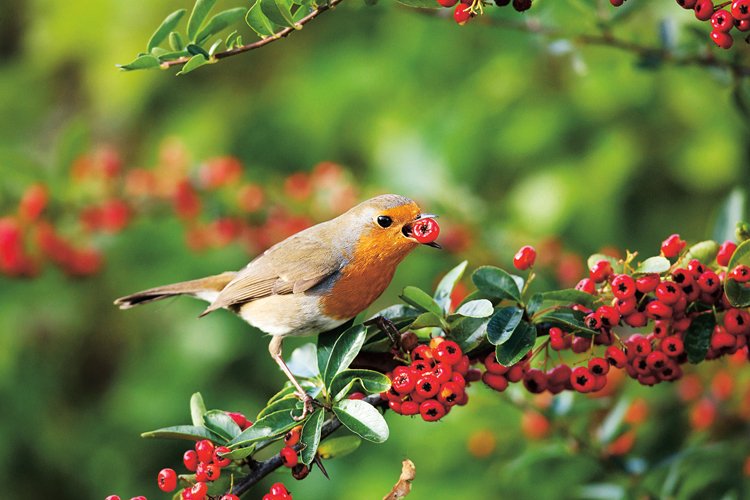 Birdwatching: Seriál o pozorování ptáků