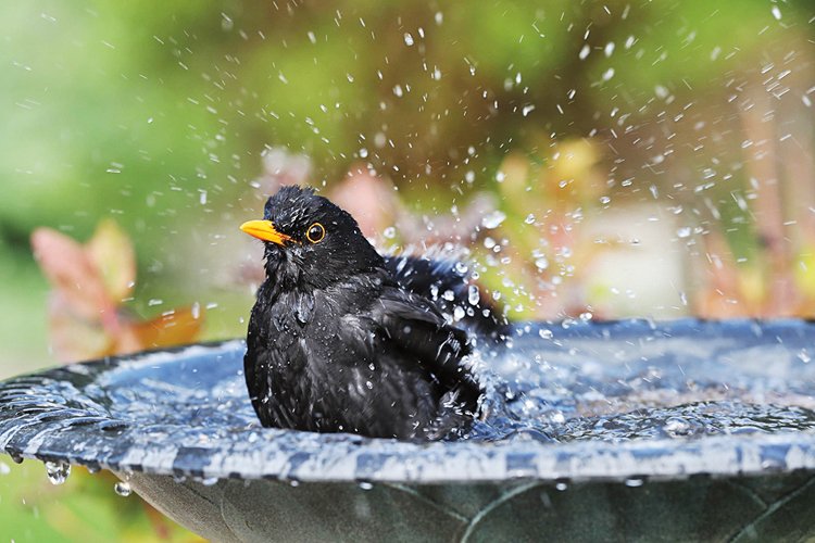 Birdwatching: Seriál o pozorování ptáků