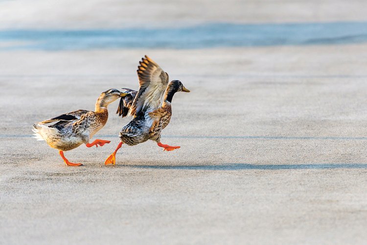 Birdwatching: Seriál ABC o pozorování ptáků