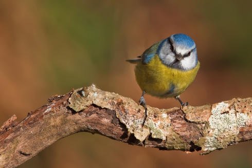 Parus caeruleus