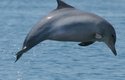 Delfín guayanský se při lovu nespoléhá jen na echolokaci. Kořist dokáže najít i podle jejího elektrického pole