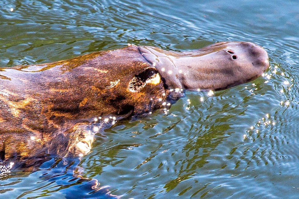 Australský ptakopysk je na pohled podivné zvíře s ocasem jako bobr a kachním zobákem