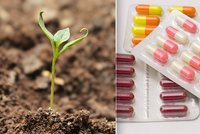 Půda je zamořená léky. Hrozba pro přírodu? Nejhorší jsou antibiotika, hlásí čeští vědci