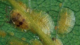 Puklice patří k nejnebezpečnějším parazitům pokojových rostlin