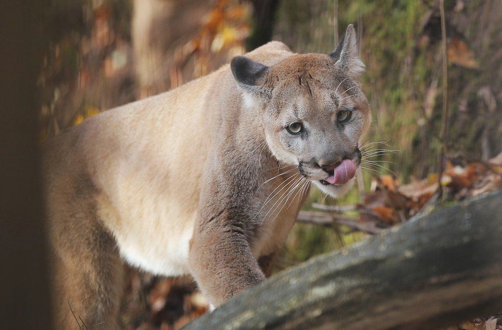 Puma americká