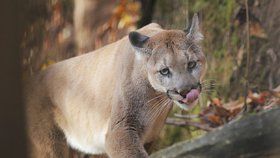 Lesy v českém podhůří se prý toulá velká puma: Buďte opatrní, varují starostové