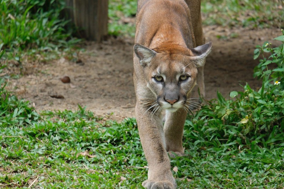 Puma americká