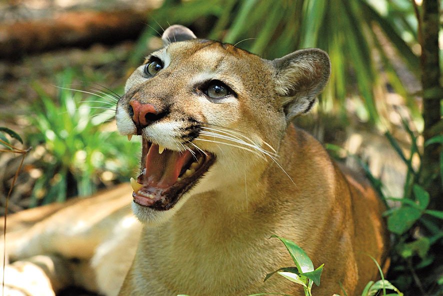 Puma americká (puma concolor) je největší tzv. malá kočka a po jaguárovi druhá největší kočkovitá šelma v americe