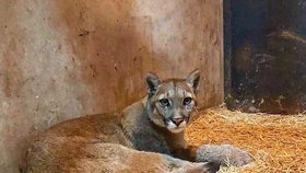 Po prázdném městě se toulala puma a hledala potravu