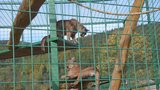 Holčičku (3) v zooparku na Jesenicku napadla puma: Někdo otevřel klec!
