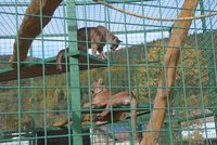 Holčičku (3) v zooparku na Jesenicku napadla puma: Někdo otevřel klec!