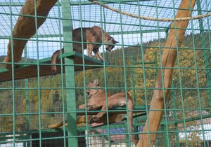 Ve Fauna parku v Horní Lipové chovají párek pum amerických. Návštěvníků si tyto šelmy většinou moc nevšímají.