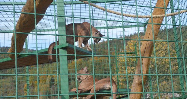 Holčičku (3) v zooparku na Jesenicku napadla puma: Někdo otevřel klec!