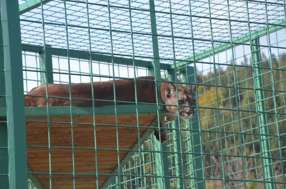 Puma americká ve Fauna parku v Horní Lipové na Jesenicku se včera spokojeně vyhřívala na sluníčku