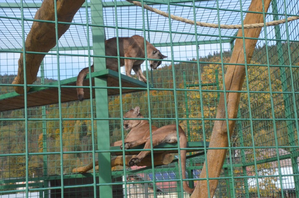 Ve Fauna parku v Horní Lipové chovají párek pum amerických. Návštěvníků si tyto šelmy většinou moc nevšímají.