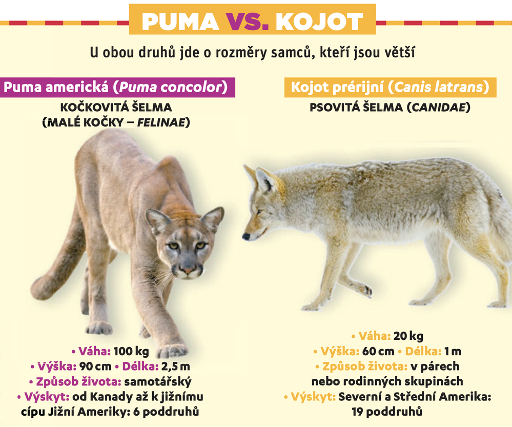Puma americká versus kojot prérijní