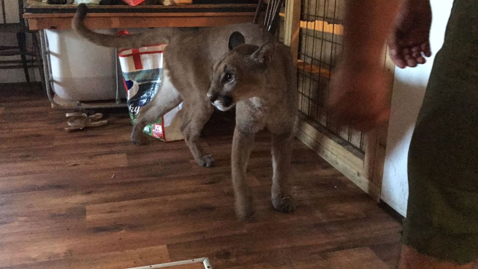 Ze zooparku utekla puma také loni v červenci.