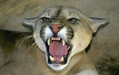 Puma loví úkladně ze zálohy. Na svoji kořist si počká a ve vhodný okamžik zaútočí.