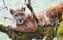 Puma americká (Puma concolor) z pohoří Santa Cruz se sledovacím obojkem, který jí nasadili vědci