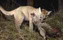 Puma s uloveným jelencem, kterému prokousla krk  