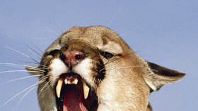 Puma dokáže být velmi nebezpečné zvíře