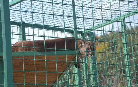 Puma americká se včera spokojeně vyhřívala na sluníčku.