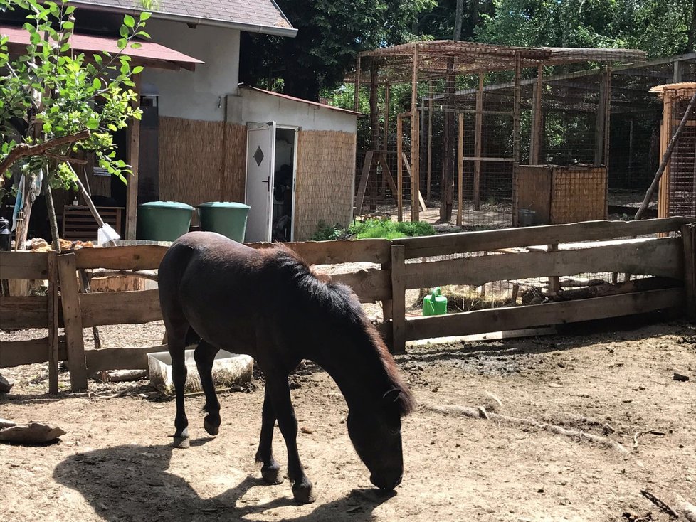 Ze zooparku ve Zvoli uteklo mládě pumy, někdo poškodil klec.