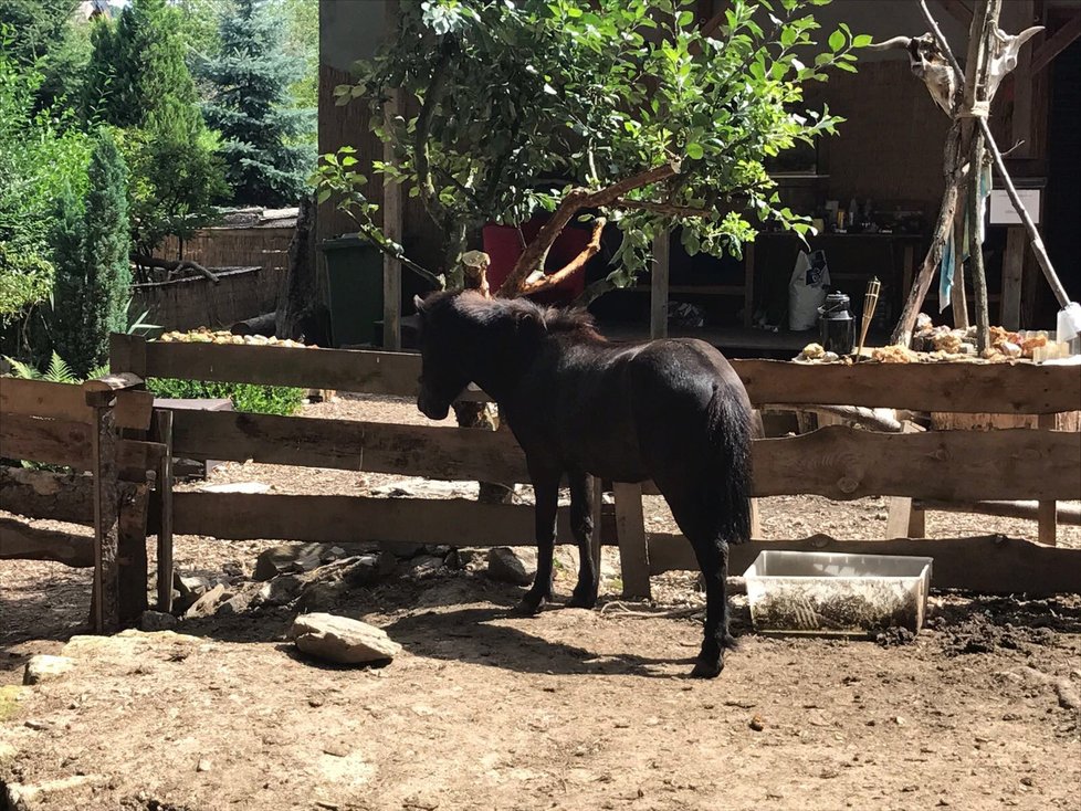 Ze zooparku ve Zvoli uteklo mládě pumy, někdo poškodil klec.