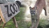 Zoopark ve Zvoli přišel o povolení chovat pumy. Chovné prostory postavil majitel načerno