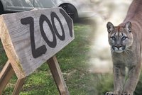 Zoopark ve Zvoli přišel o povolení chovat pumy. Chovné prostory postavil majitel načerno