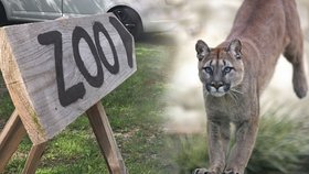 Zoopark ve Zvoli přišel o povolení chovat pumy. Chovné prostory postavil majitel načerno