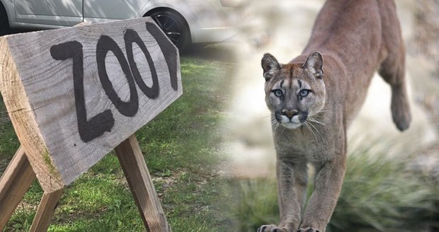 Zoopark ve Zvoli přišel o povolení chovat pumy. Chovné prostory postavil majitel načerno