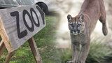 Ze zoo u Prahy utekla puma! Noční odchyt se nezdařil, šelma chodí po okolí