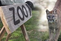 Ze zoo u Prahy utekla puma! Noční odchyt se nezdařil, šelma chodí po okolí