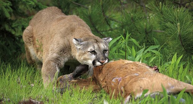 Puma versus kojot: Riskantní hry slabších šelem