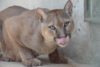 Pozor na šelmu! Kolem Pohořelic pobíhá puma, snažte se jí vyhnout velkým obloukem