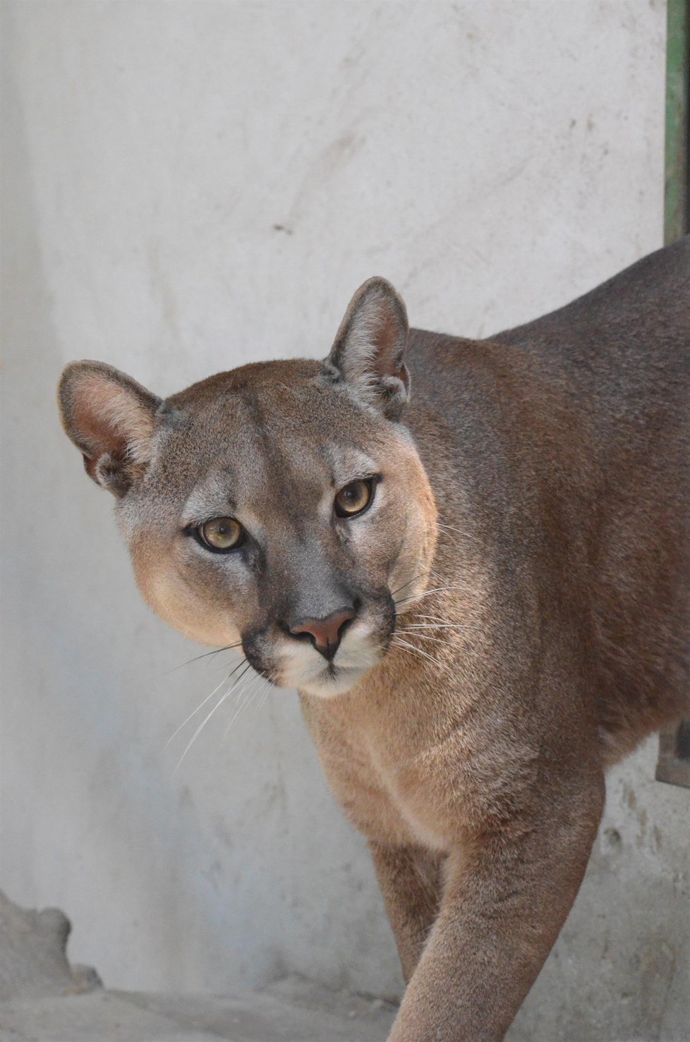 Puma americká