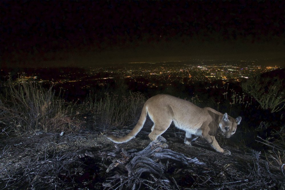 Puma se plíží jako kočka nocí nedaleko osvětleného amerického města