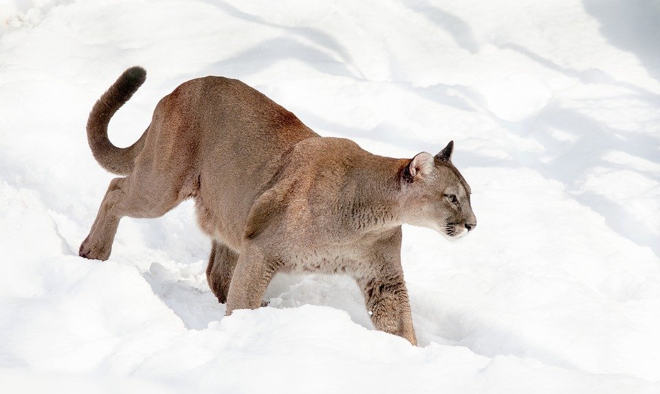 Puma žije na území sahajícím od Kanady v Severní Americe až po jihoamerickou Ohňovou zemi ve všech možných biotopech