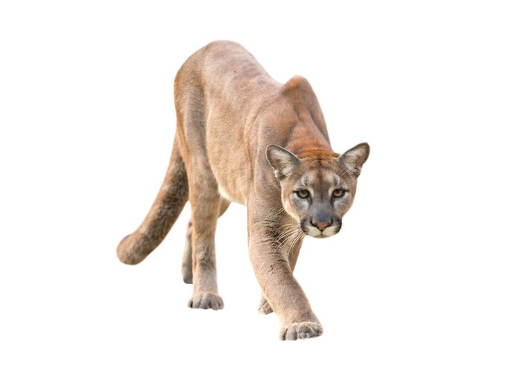 Puma americká (Puma concolor) je kočkovitá šelma