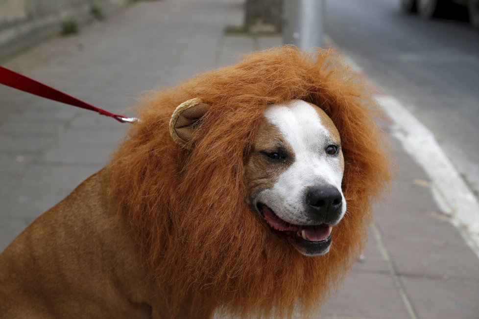 Oslavy nejveselejšího židovského svátku Purim