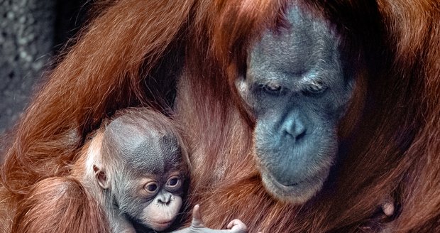 Sameček orangutana sumaterského, který se narodil letos 17. listopadu, dostal jméno Pustakawan.