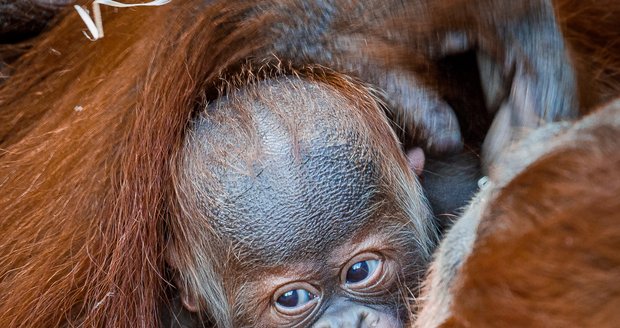 Sameček orangutana sumaterského, který se narodil letos 17. listopadu, dostal jméno Pustakawan. 