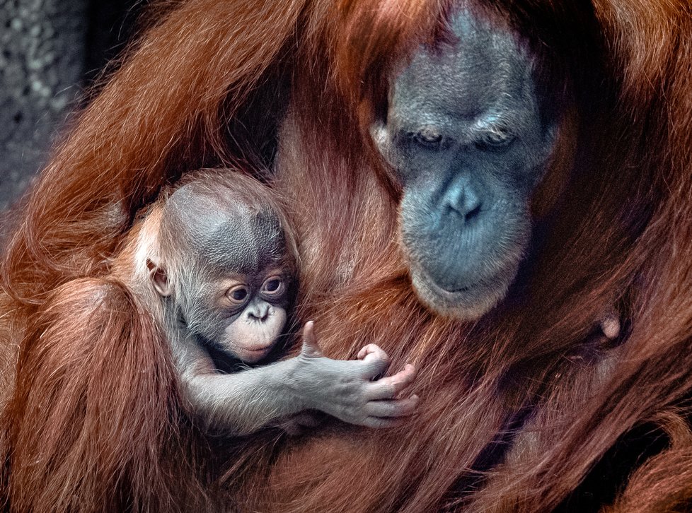 Sameček orangutana sumaterského, který se narodil letos 17. listopadu, dostal jméno Pustakawan. 